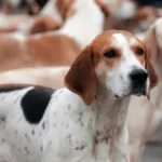 Foxhound Inglês