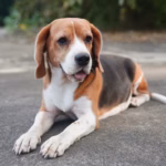 Foxhound Inglês