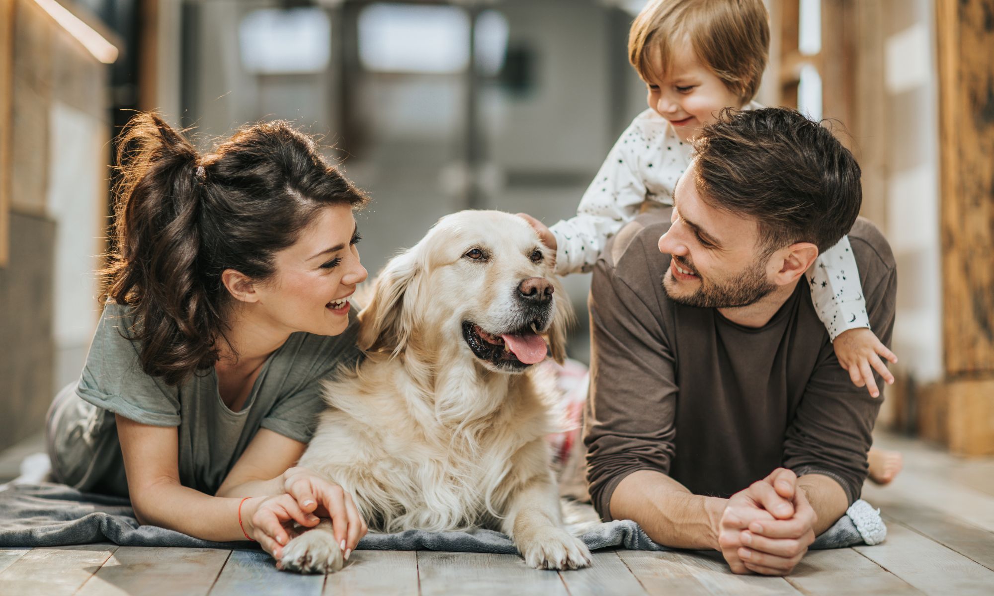 Races de chiens qui deviennent populaires en 2026 : Qui remplacera le leadership des labradors ?