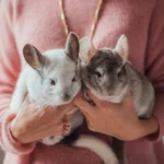 Chinchilla von A bis Z: Vollständiger Pflegeratgeber für ein glückliches Leben Ihres Haustiers