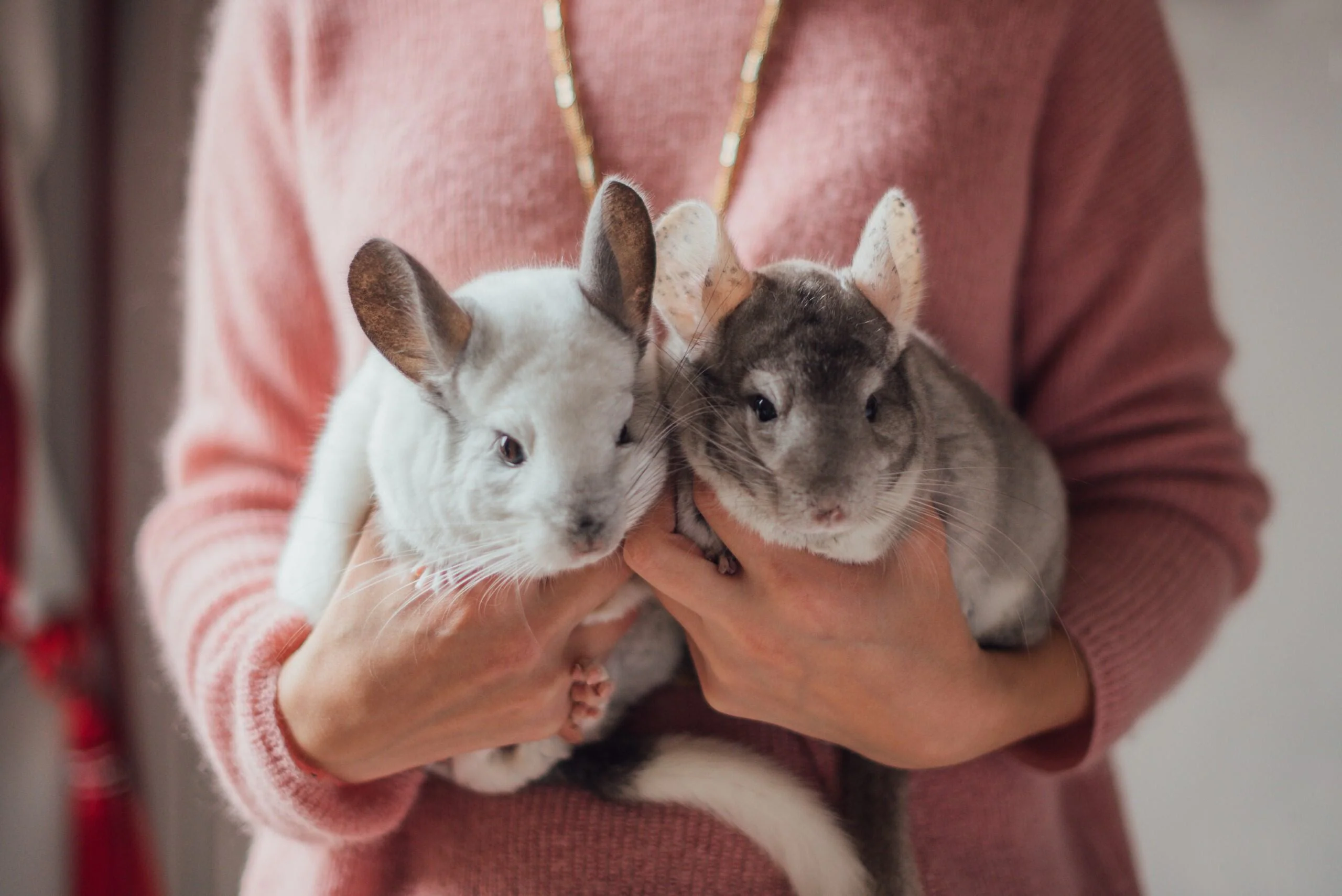 Chinchilla von A bis Z: Vollständiger Pflegeratgeber für ein glückliches Leben Ihres Haustiers