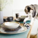 Pourquoi les chats font-ils tomber des objets ? Analyse des motivations comportementales par des éthologues de premier plan