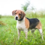 Estonian Hound