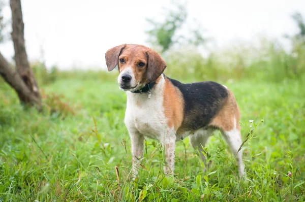 Estonian Hound — photo 4