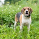 Estonian Hound