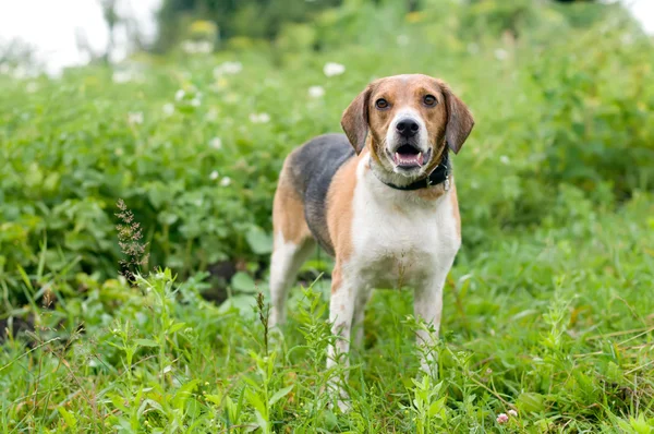 Estonian Hound — photo 6