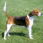 Foxhound Inglês