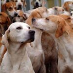 Foxhound Inglês
