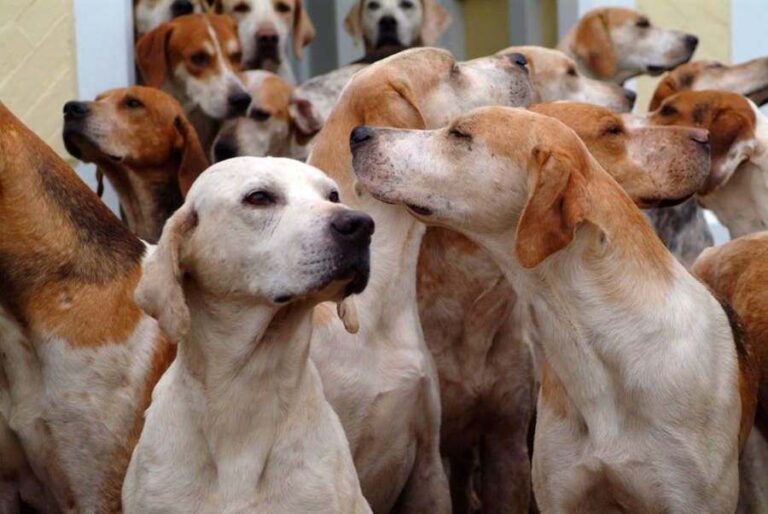 Foxhound angielski