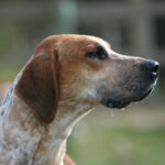 Foxhound Inglês