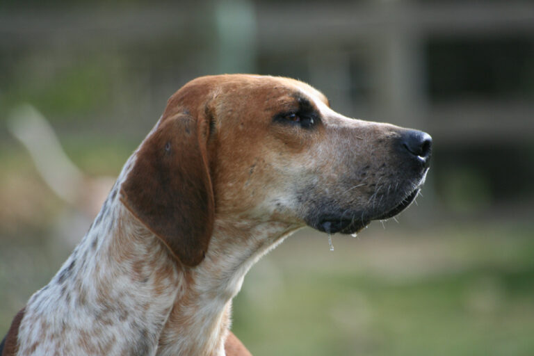 Foxhound angielski