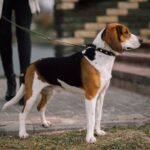 Estonian Hound