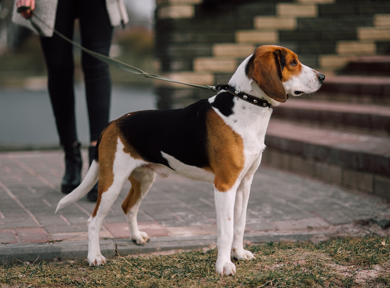 Estonian Hound — photo 2
