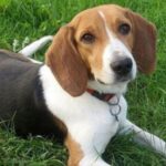 Estonian Hound