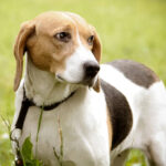 Estonian Hound