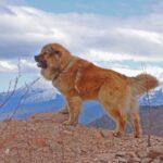 Caucasian Shepherd Dog