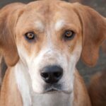 Foxhound Inglês