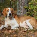 Foxhound Inglês