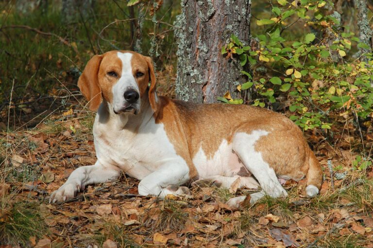 Foxhound angielski
