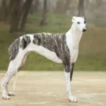 Английский грейхаунд (Английская борзая)