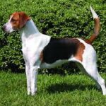 Foxhound Inglês
