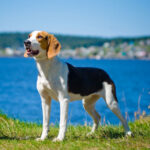 Estonian Hound