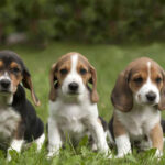 Estonian Hound