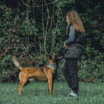 Il comprend tout, mais n’agit pas: Pourquoi le chien ignore les ordres