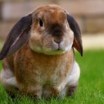 Glücklicher Schlappohrhase: 7 goldene Regeln für die Haltung eines Zwergkaninchens