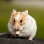Kleiner Bewohner und große Verantwortung: Alles über die Haltung eines Hamsters