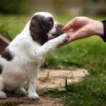 Quand commencer le dressage : Particularités de l’apprentissage des chiots à différents âges