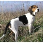 Estonian Hound