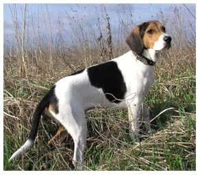 Estonian Hound — photo 8