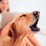 Intelligence artificielle dans les traducteurs d’aboiements de chiens : Faut-il faire confiance aux nouvelles applications ?