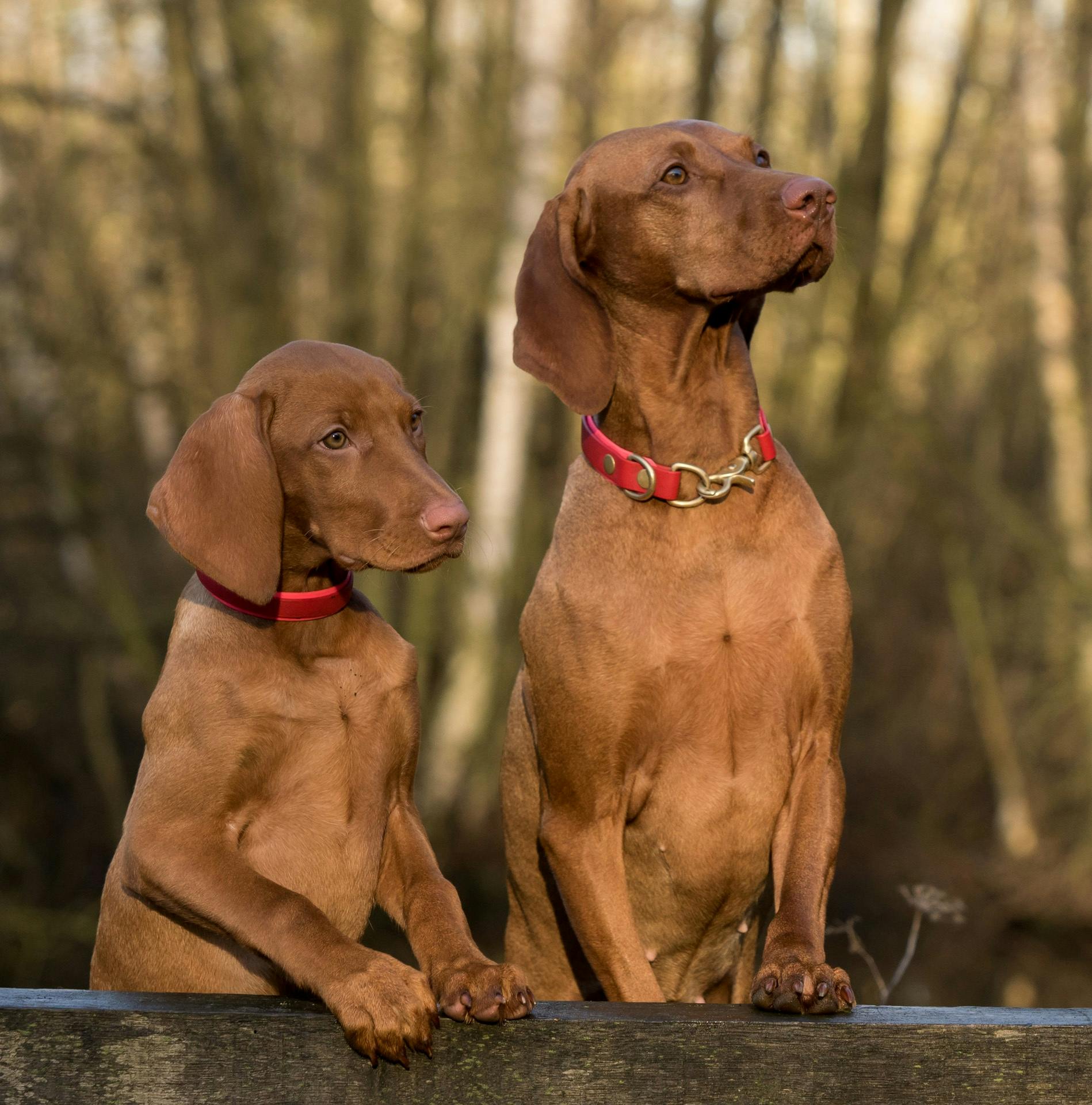 Portrait of a focused dog looking intently at the owner waiting for a command