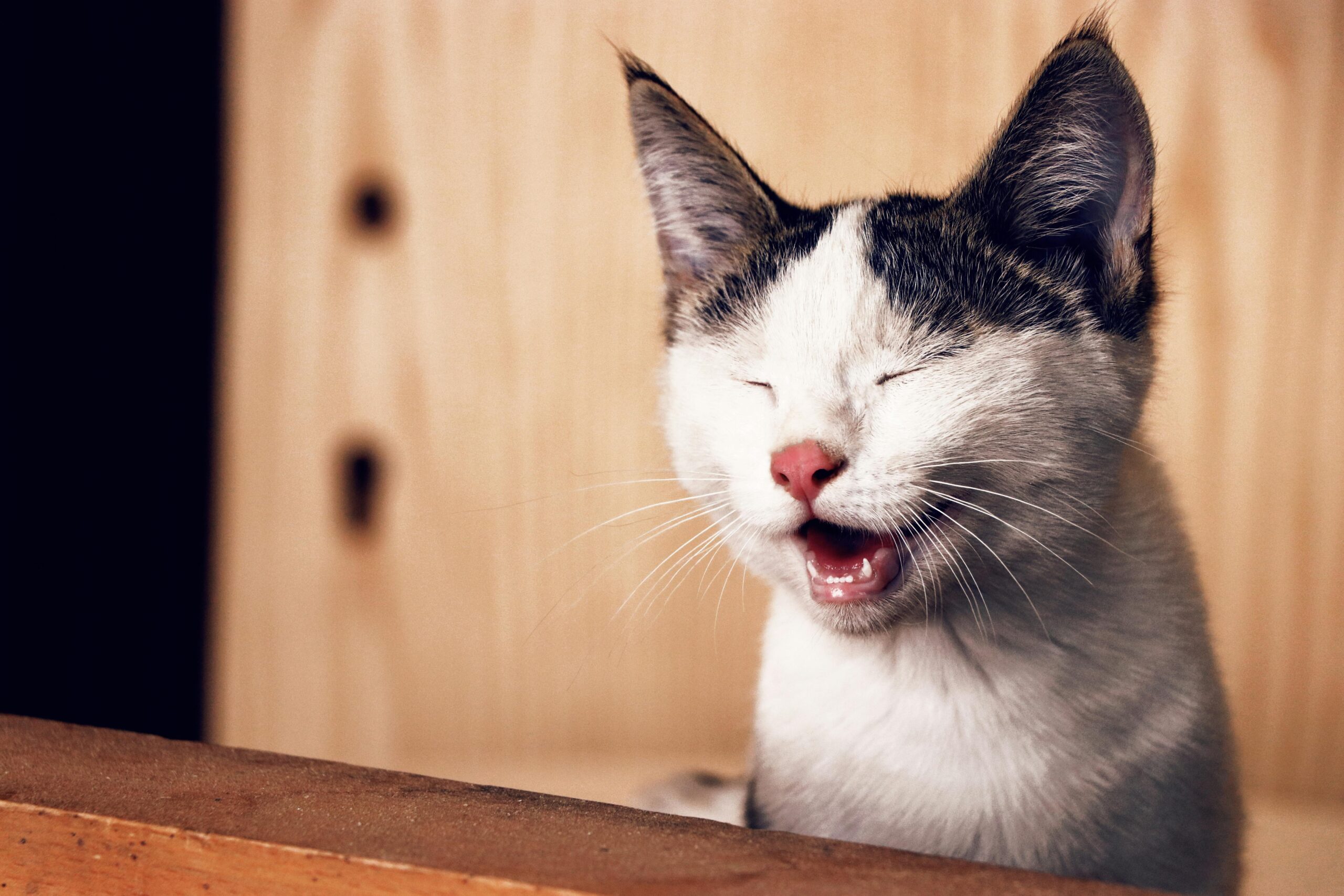 Une fille caresse tendrement un chat sur la joue