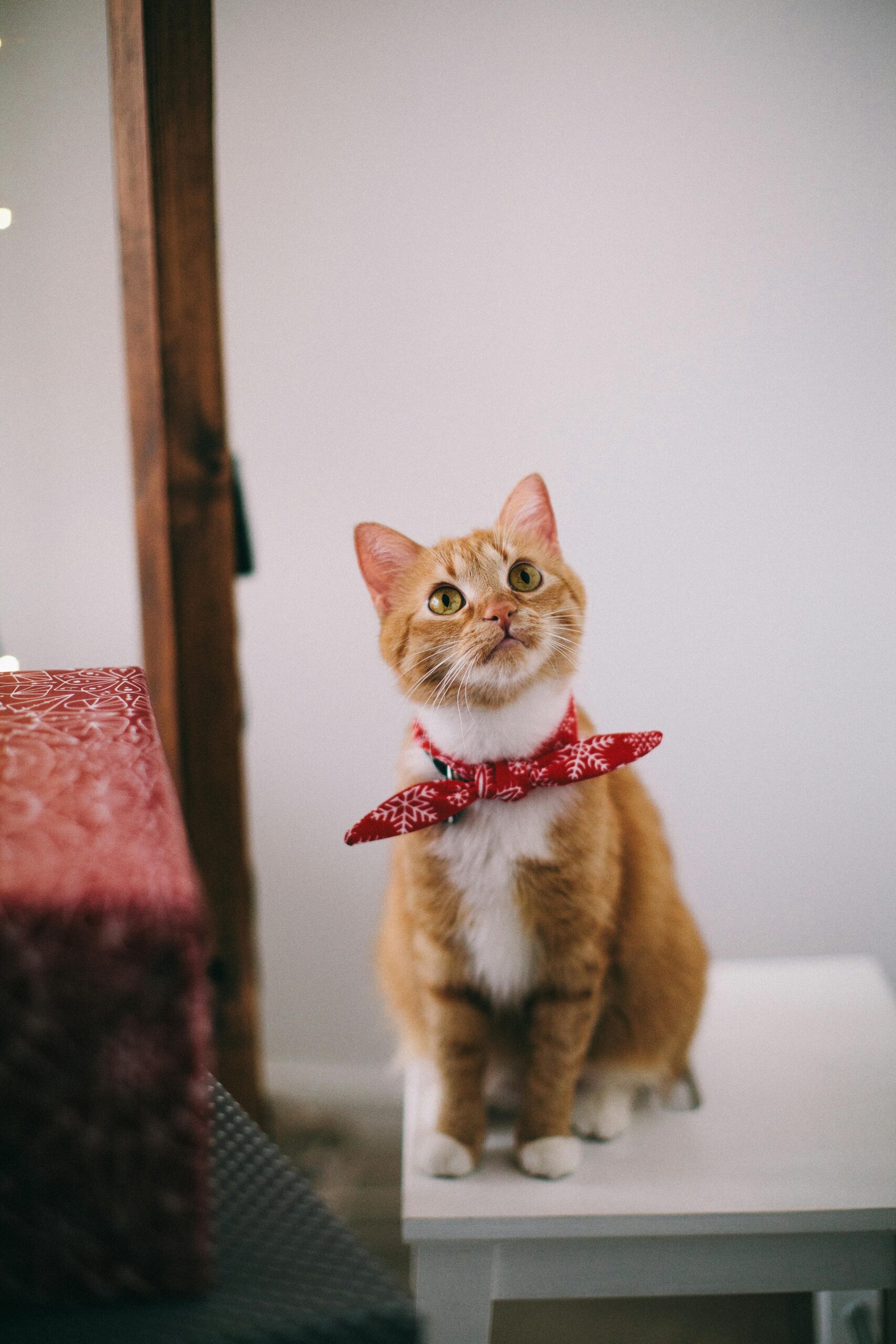 Un chat roux regarde avec tension la main d'un humain