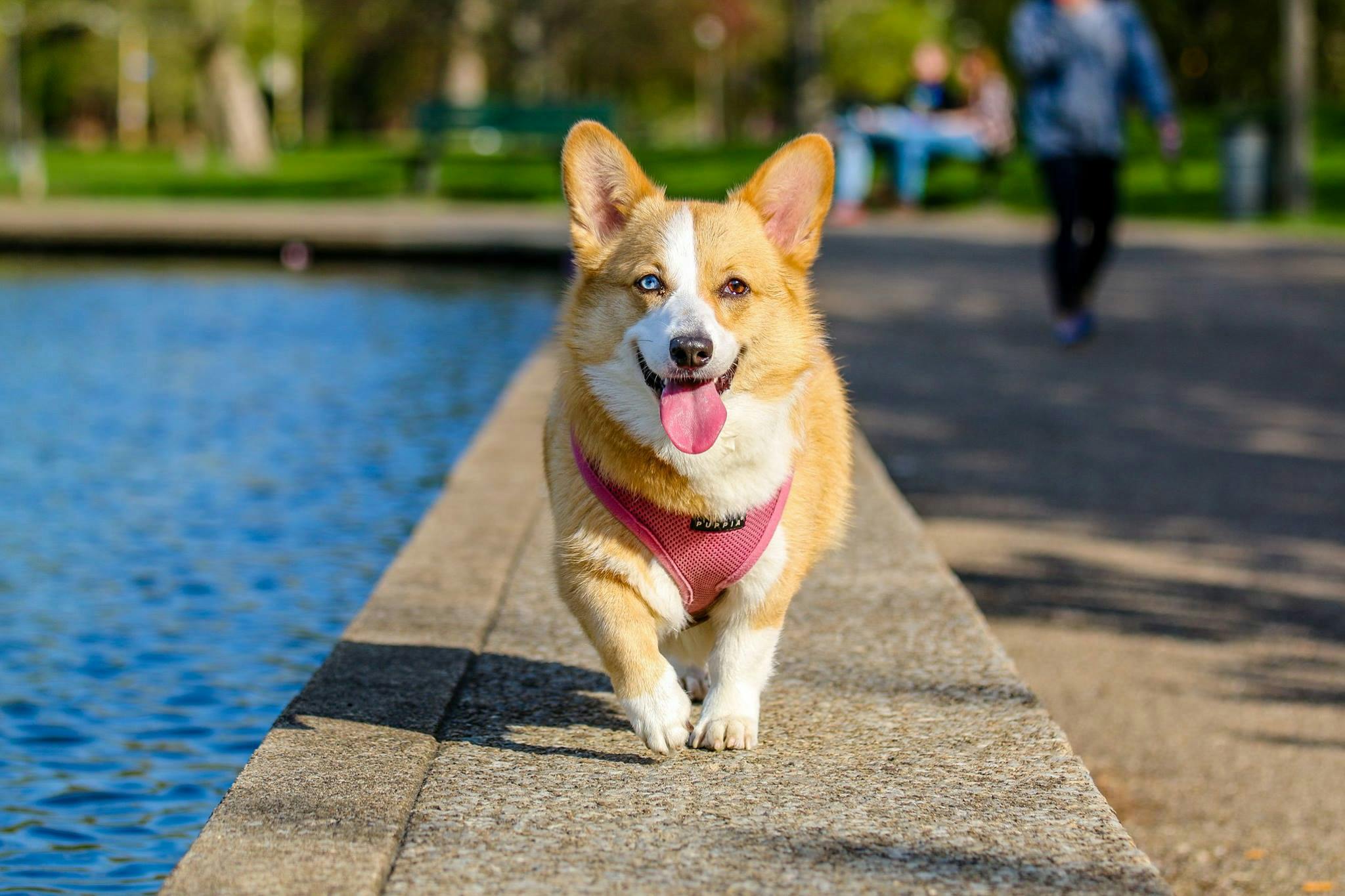 Cachorro bebendo água em um bebedouro portátil de viagem