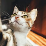 Vous le caressez, et il mord: pourquoi les chats attaquent soudainement pendant les câlins