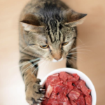 La viande crue dans l'alimentation du chat : besoin naturel ou danger mortel ?