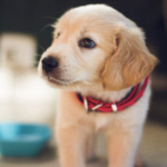 Les voisins ne se plaindront plus : comment empêcher votre chien de hurler quand il est seul