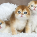 Calendrier de santé : le planning exact des vaccins pour chatons en 2026