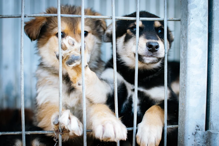 Cachorro de abrigo olhando através da grade