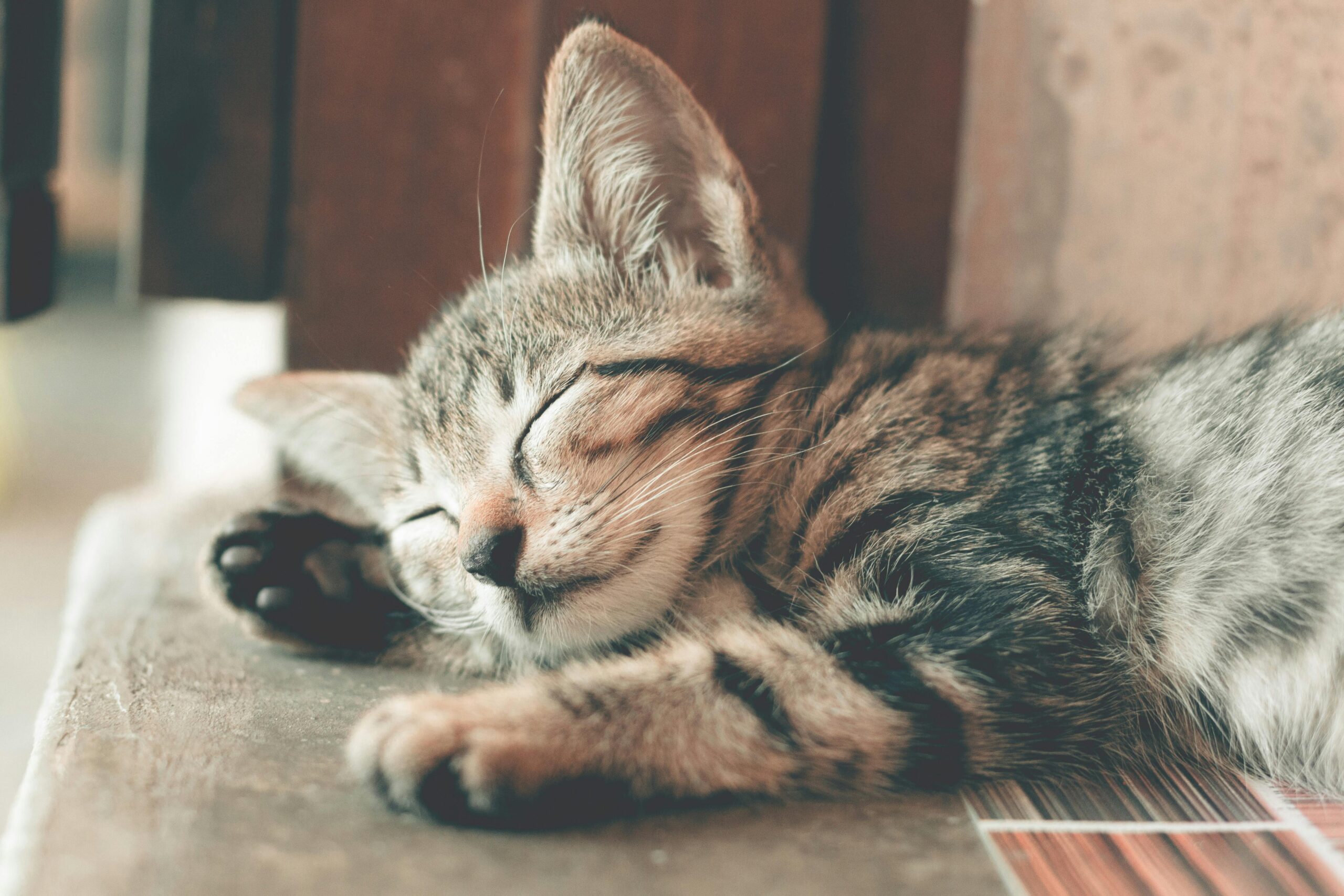 Owner gently stroking a cat after a tough journey