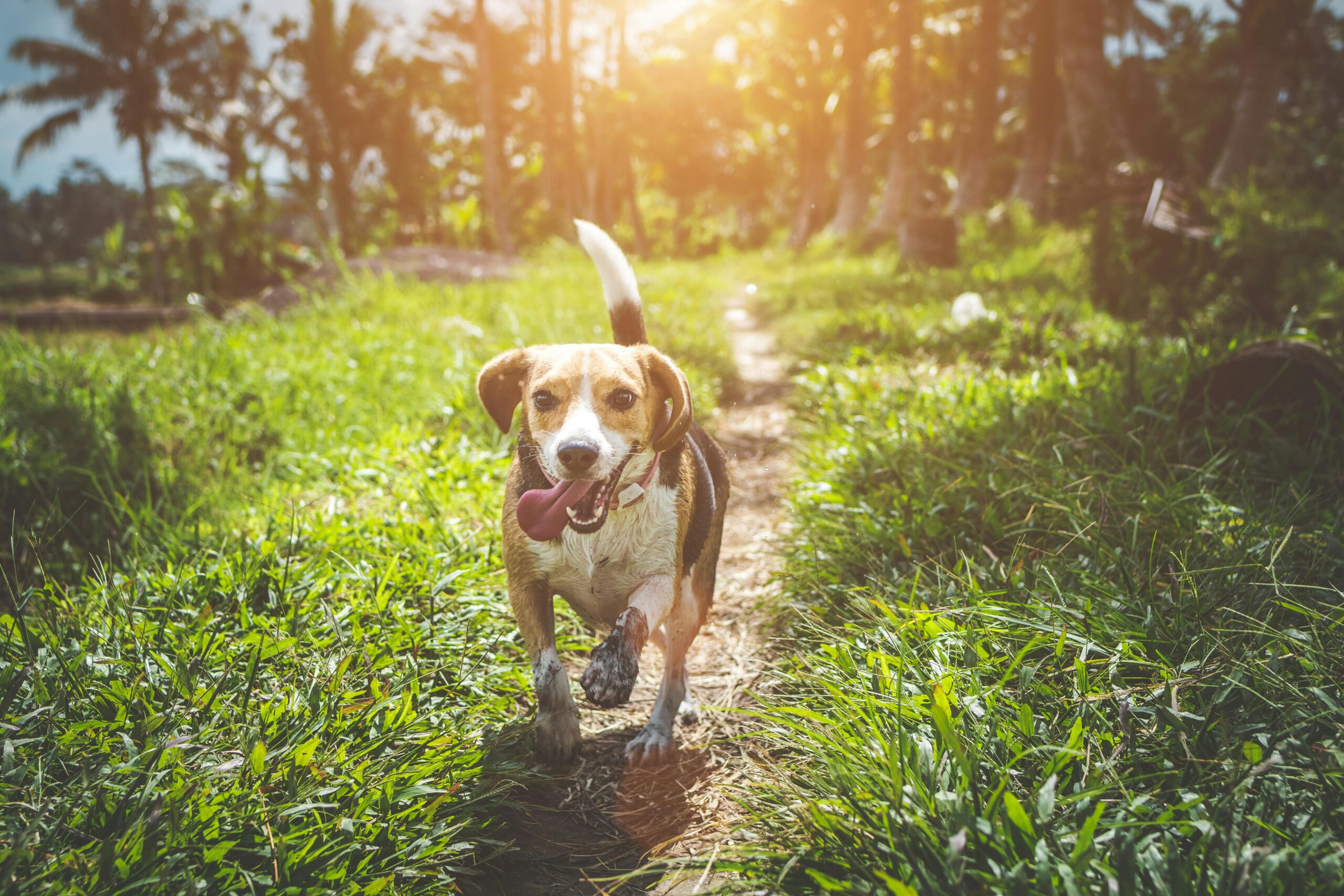 A beagle dog training intently on green grass with a clicker