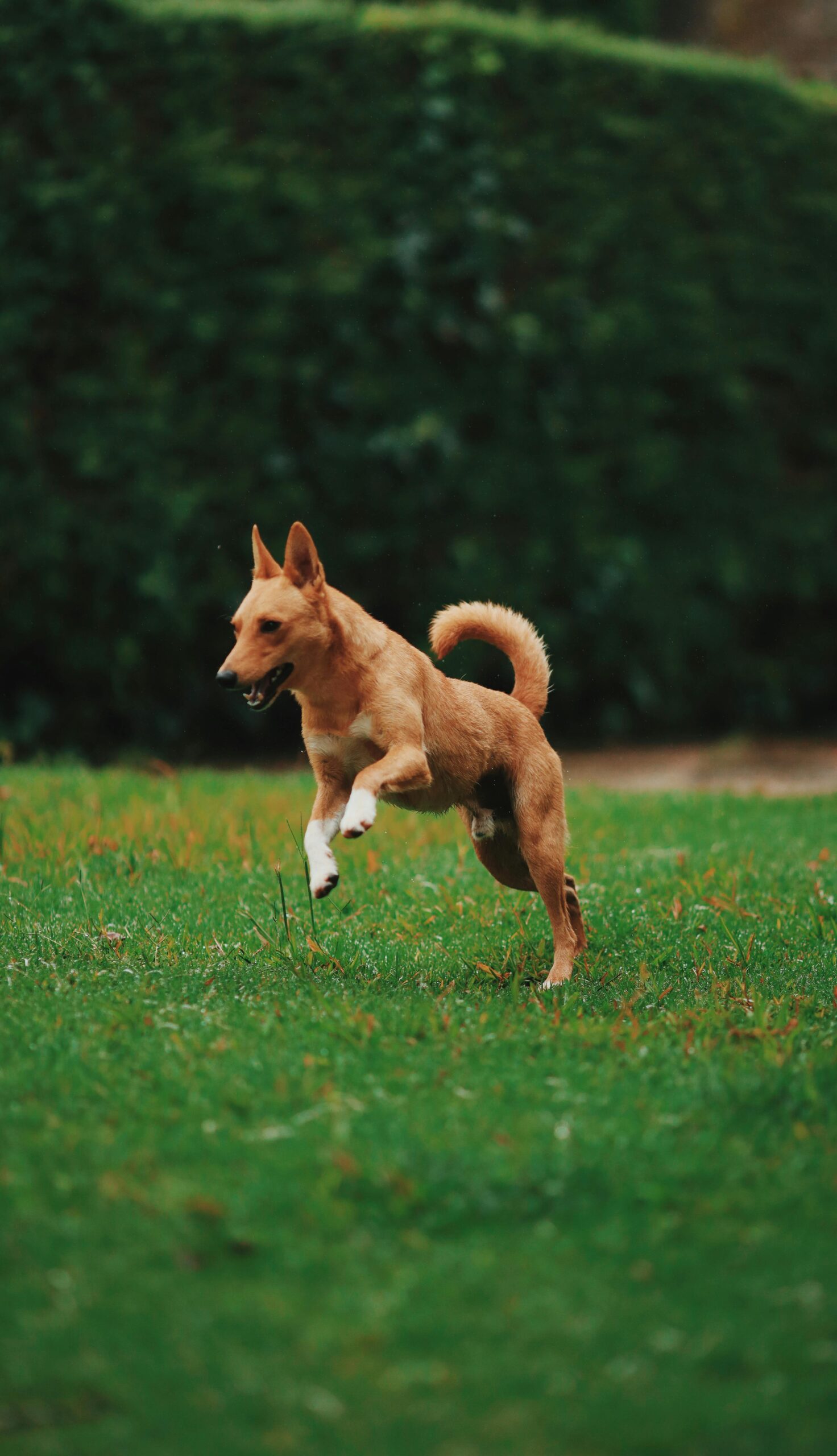 Chien en plein entraînement avec son handler