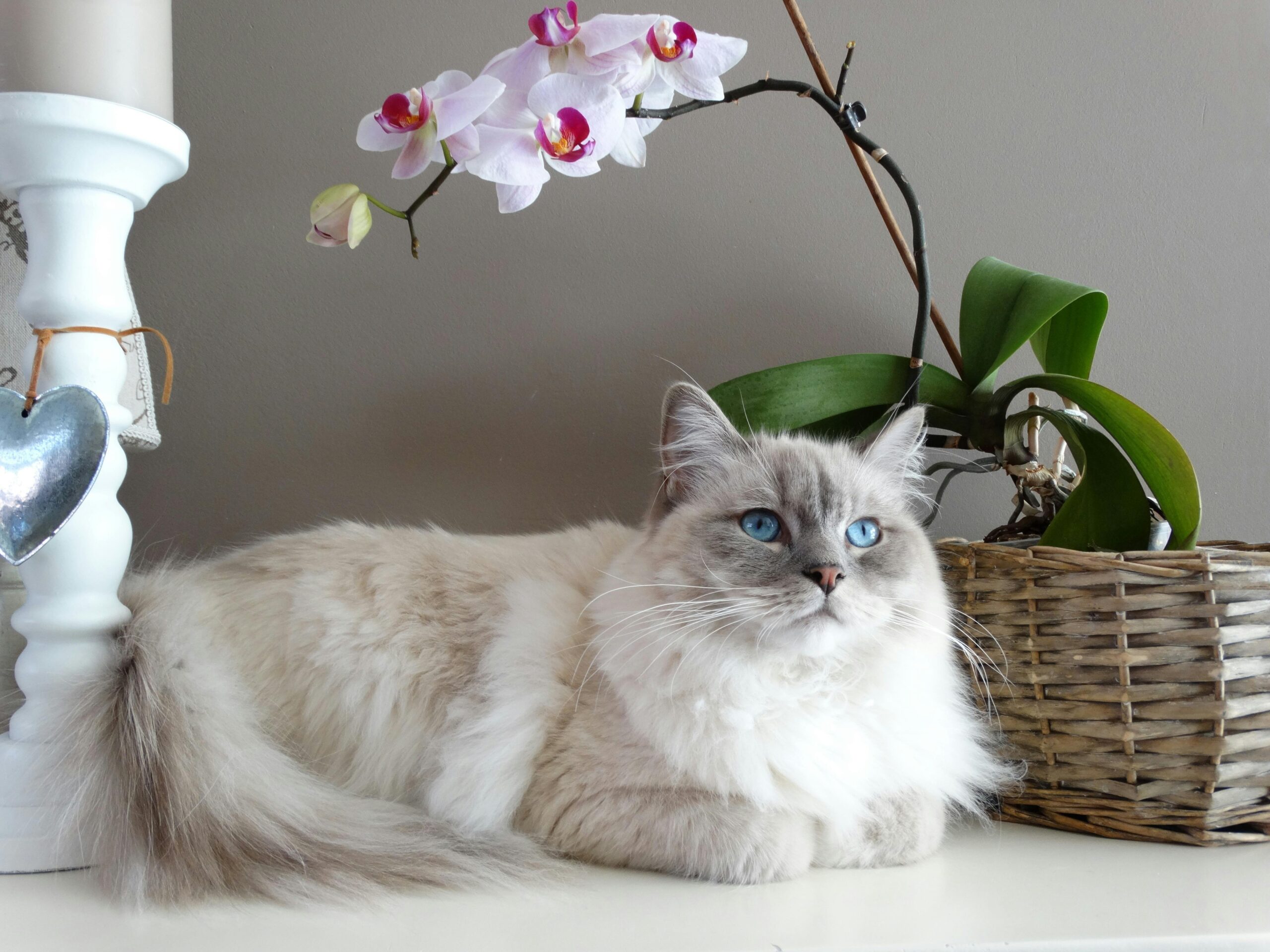 Ein roter Kater schläft friedlich in seinem weichen Katzenhäuschen