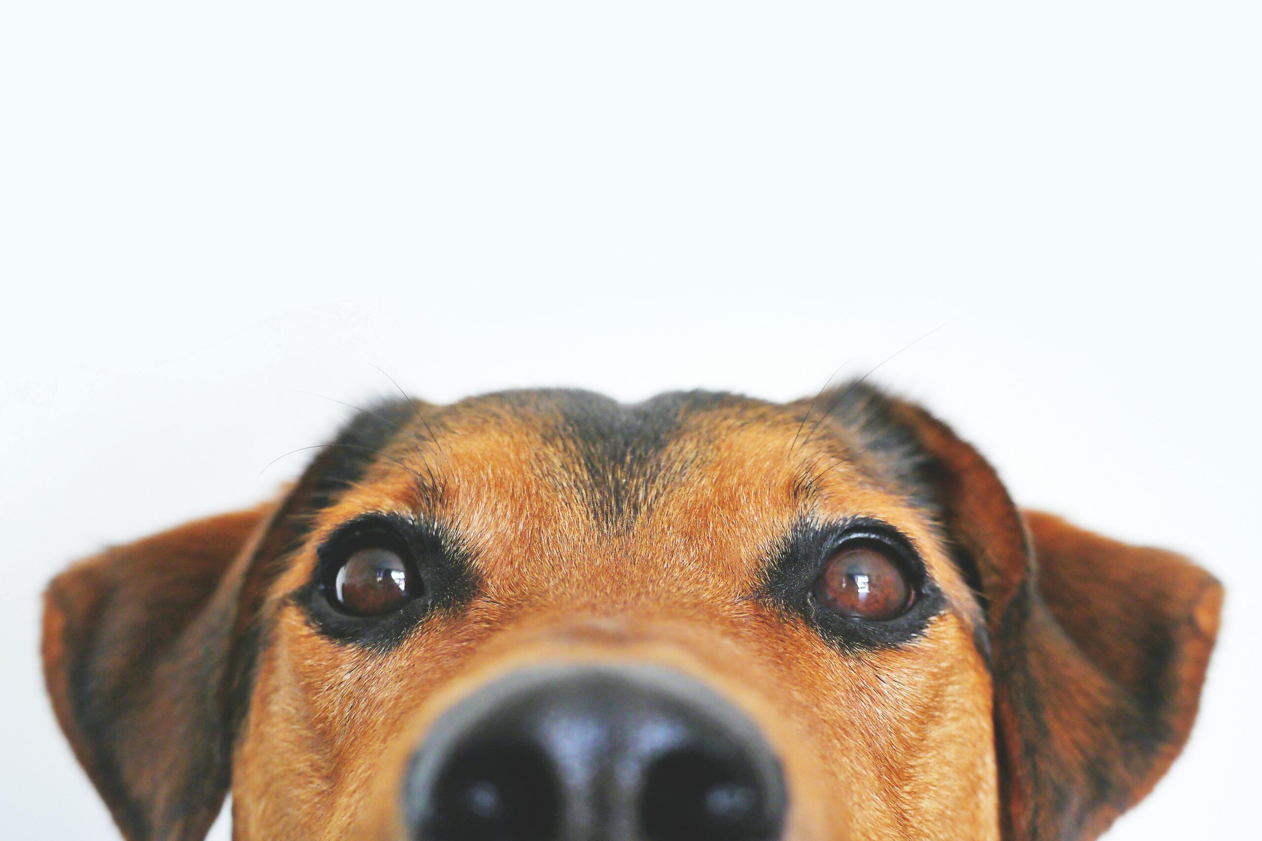 A close-up of a fluffy dog's face looking attentively at the camera waiting for a command