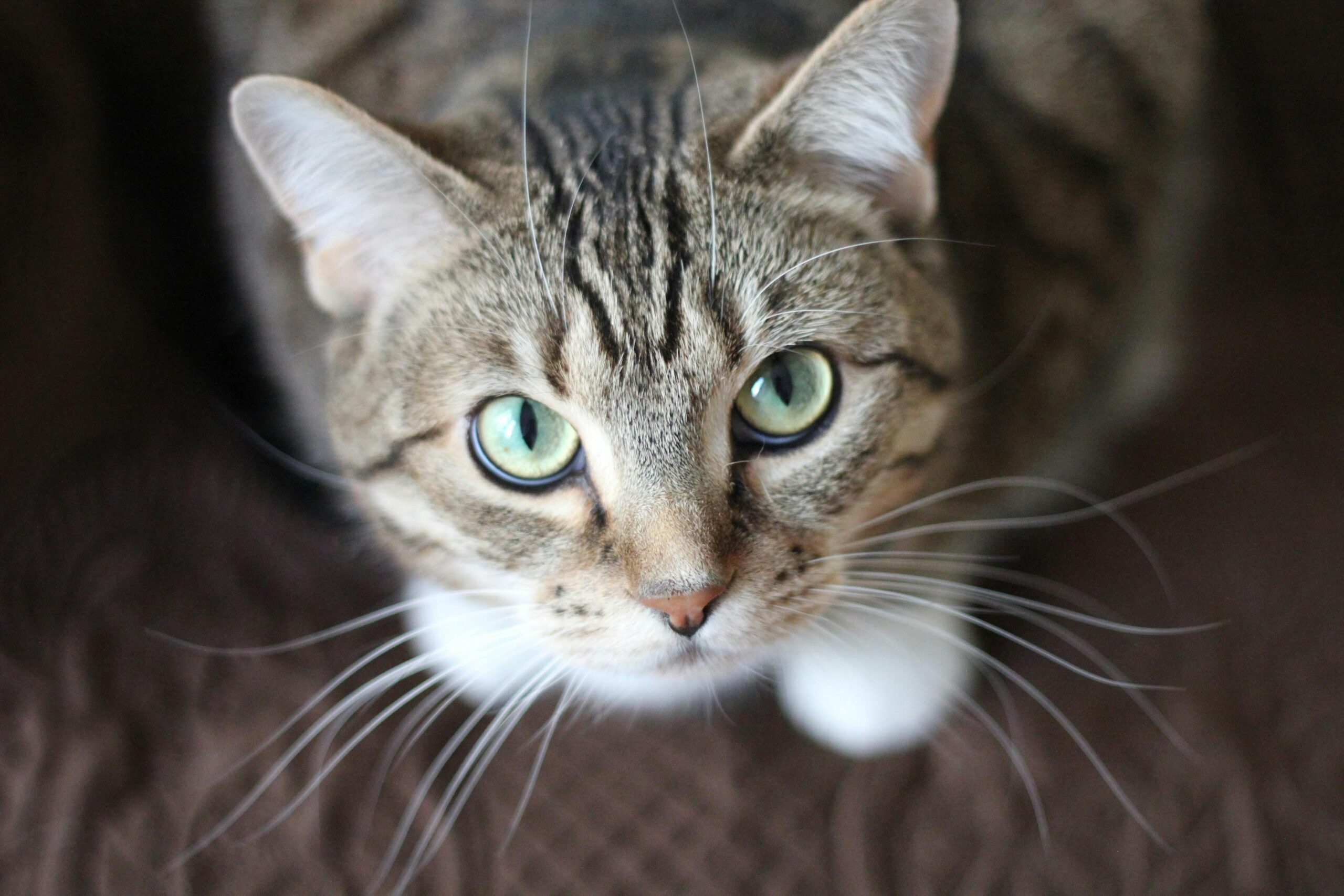 Sad cat looking out the window
