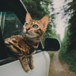 Pas de panique ni de miaulements : les secrets d'un voyage serein avec son chat